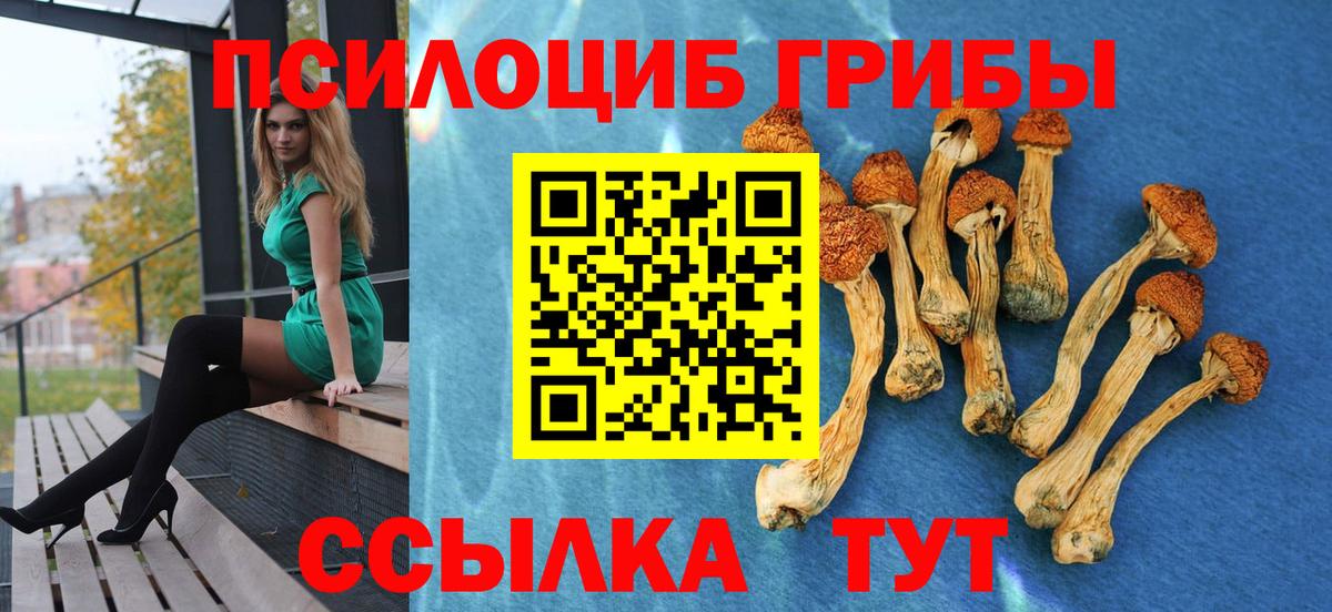 Галлюциногенные грибы Cubensis  Вход с VPN  Кулебаки 